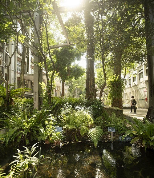 北科大與林業試驗所合作打造全台首座「蕨色校顏」校園蕨類試驗場域，展現校園生物多樣性。圖片