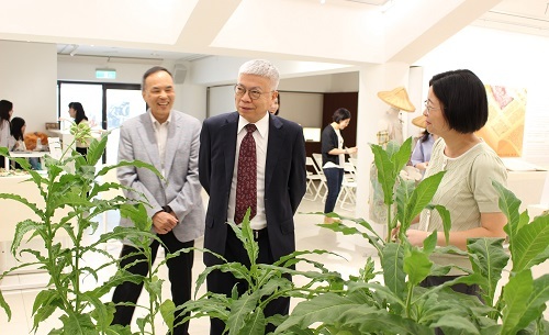 北科大「彼時・菸葉黃了！」展出菸草植栽，從不同面向一窺菸業文資面貌。（攝影：王映涵）